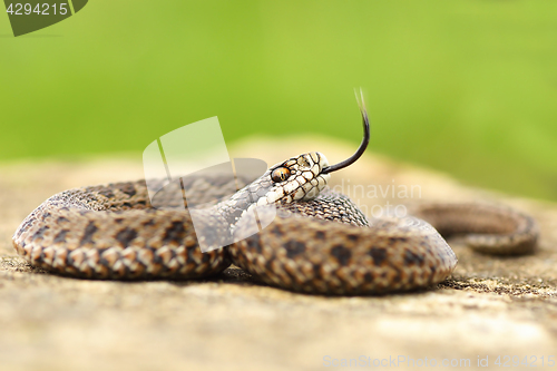 Image of aggressive juvenile meadow viper