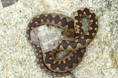 Image of poisonous viper in natural habitat