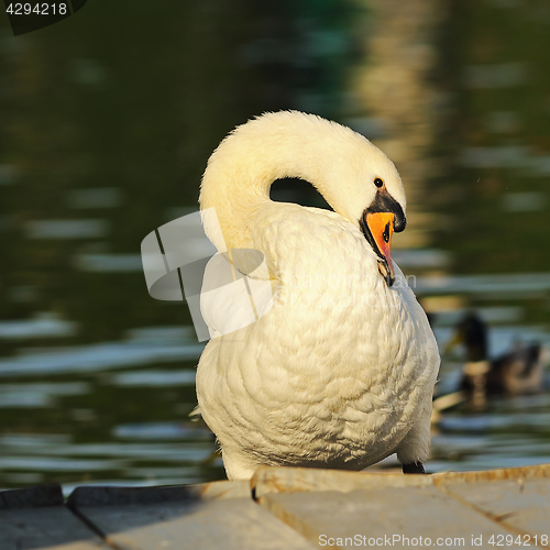 Image of closeup of mute swan in the park
