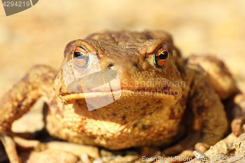 Image of portrait of curious funny brown toad