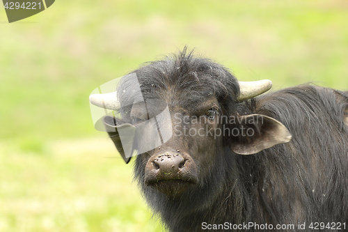 Image of juvenile domestic black bull portrait