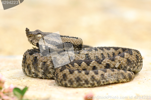 Image of juvenile sand viper resting on a rock