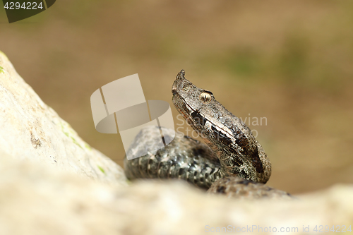 Image of close up venomous european snake crawling on rock