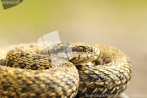 Image of portrait of female meadow adder basking