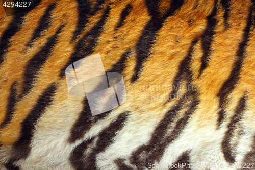 Image of detailed tiger colorful pelt