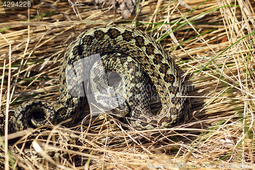 Image of meadow viper hiding in natural habitat