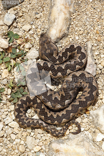 Image of Vipera ammodytes basking on natural habitat