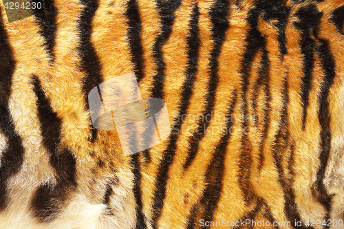 Image of pattern of siberian tiger