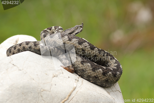 Image of dangerous european viper standing on a stone