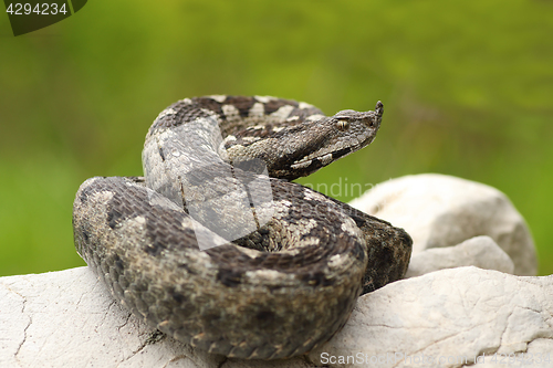 Image of beautiful nosed viper on a rock