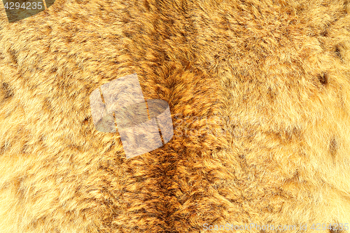 Image of eurasian lynx real hair texture