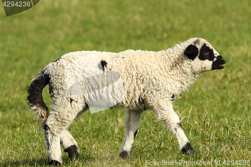 Image of white lamb on green meadow