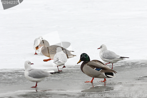 Image of hungry wild birds in winter