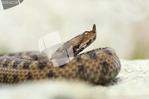 Image of close up portrait of horned adder