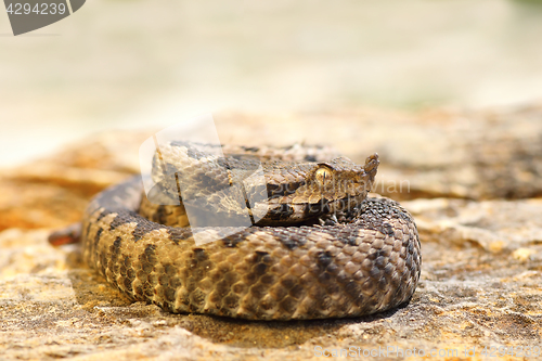 Image of young venomous snake standing on stone
