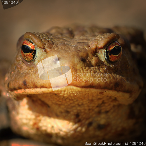 Image of abstract portrait of common brown frog