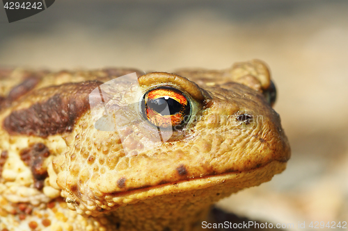 Image of portrait of ugly common brown toad