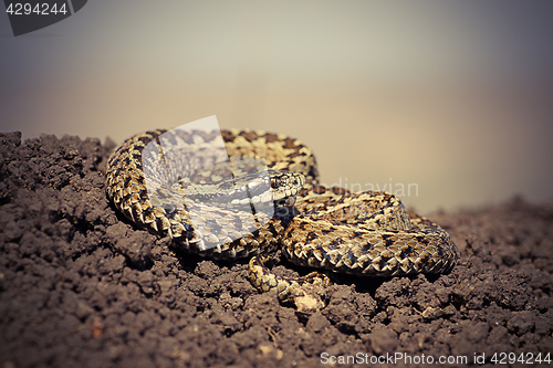 Image of close up of male hungarian meadow adder