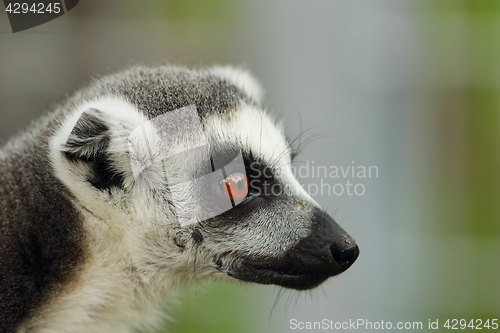 Image of portrait of ring tailed lemur
