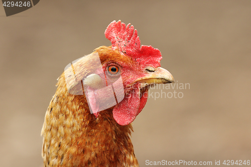 Image of portrait of domestic hen