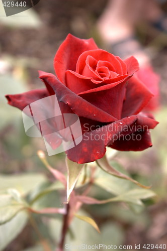 Image of single red rose
