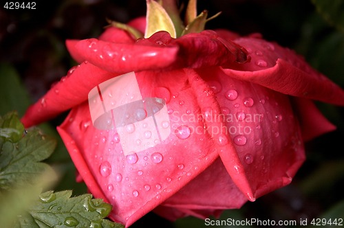 Image of red rose