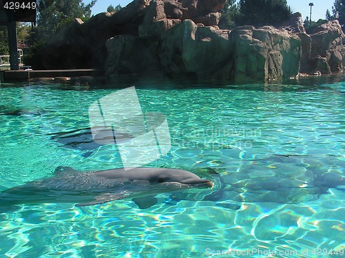 Image of dolphin