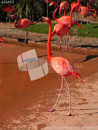 Image of flamingos