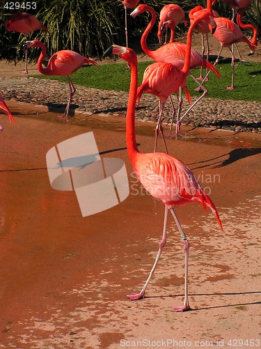 Image of flamingos