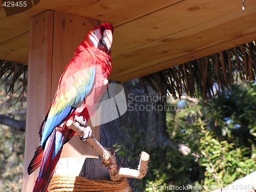 Image of red parrot