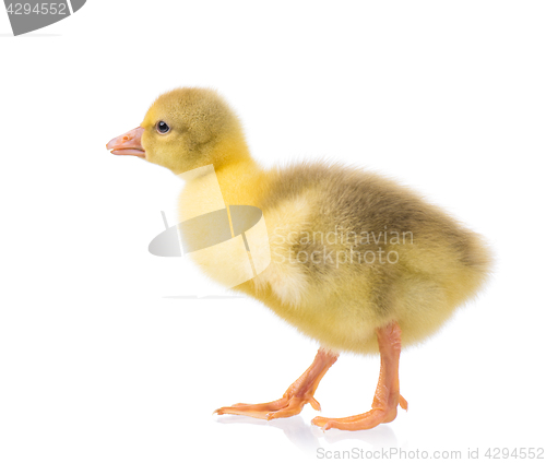 Image of Cute newborn gosling