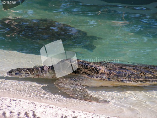 Image of turtle