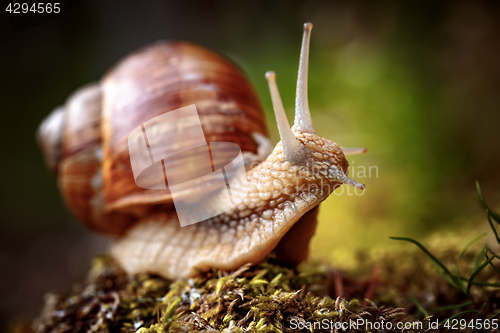 Image of Helix pomatia also Roman snail, Burgundy snail