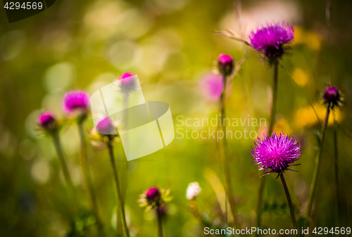 Image of Abstract background of Alpine flowers. Milk Thistle in Alpine me