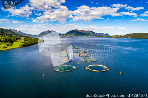 Image of Farm salmon fishing