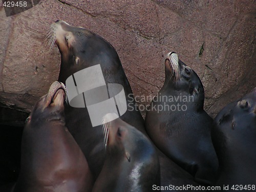 Image of group of sealions