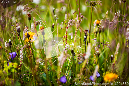 Image of Abstract background of Alpine flowers.