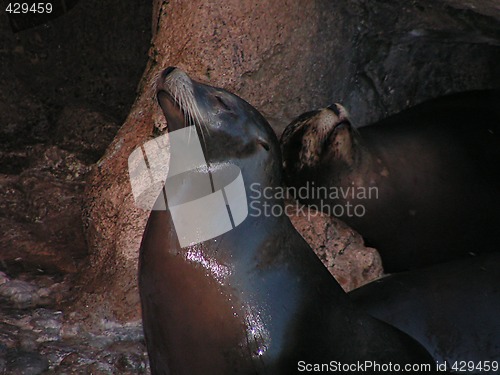 Image of two sealions