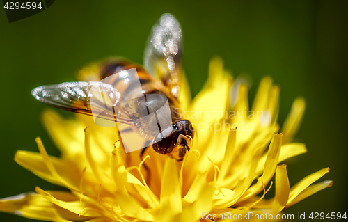 Image of Wasp collects nectar from flower crepis alpina