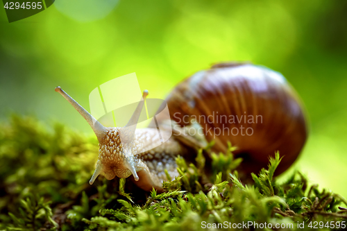 Image of Helix pomatia also Roman snail, Burgundy snail