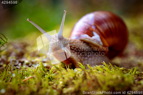 Image of Helix pomatia also Roman snail, Burgundy snail