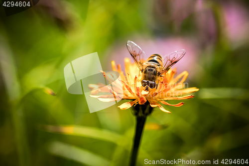 Image of Wasp collects nectar from flower crepis alpina