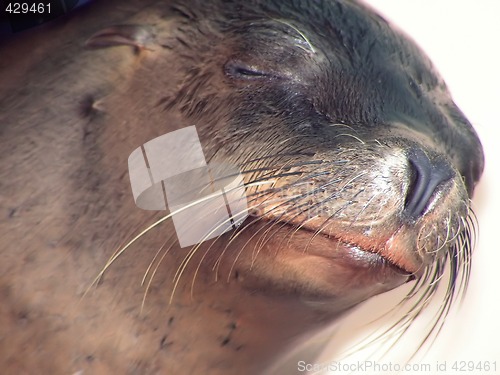 Image of sealions face