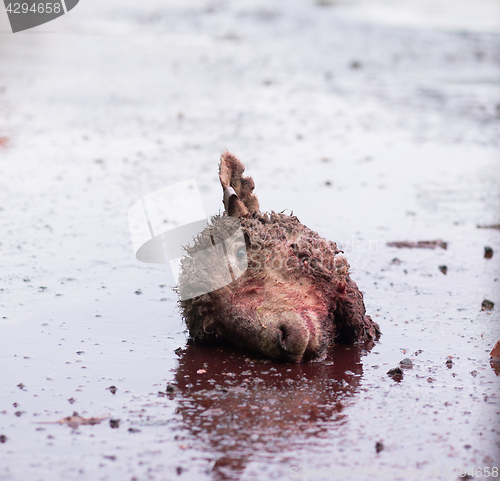 Image of Sheep's head on the ground