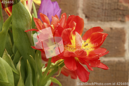 Image of flowers of spring