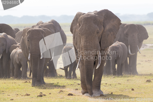 Image of Herd of wild elephants in Amboseli National Park, Kenya.