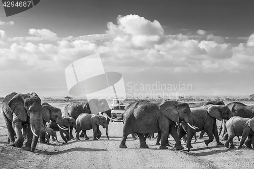 Image of Herd of big wild elephants crossing dirt roadi in Amboseli national park, Kenya.