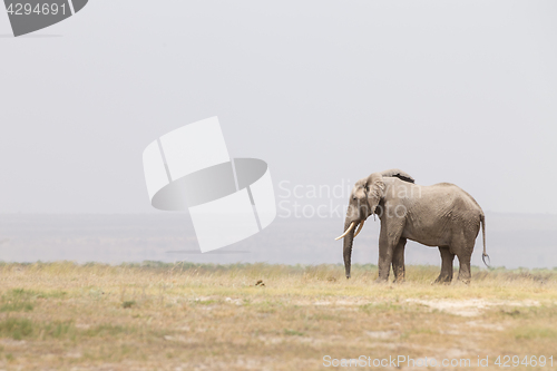 Image of Herd of wild elephants in Amboseli National Park, Kenya.