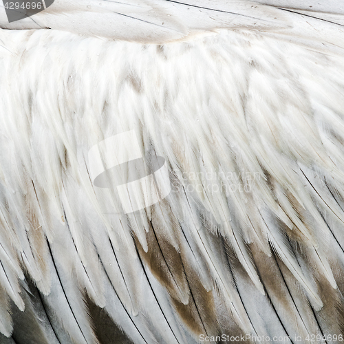 Image of Bird feathers