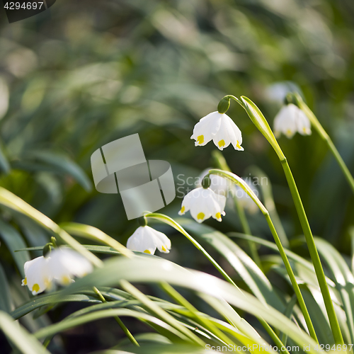 Image of Snowflake plant (snowbell, dewdrop)